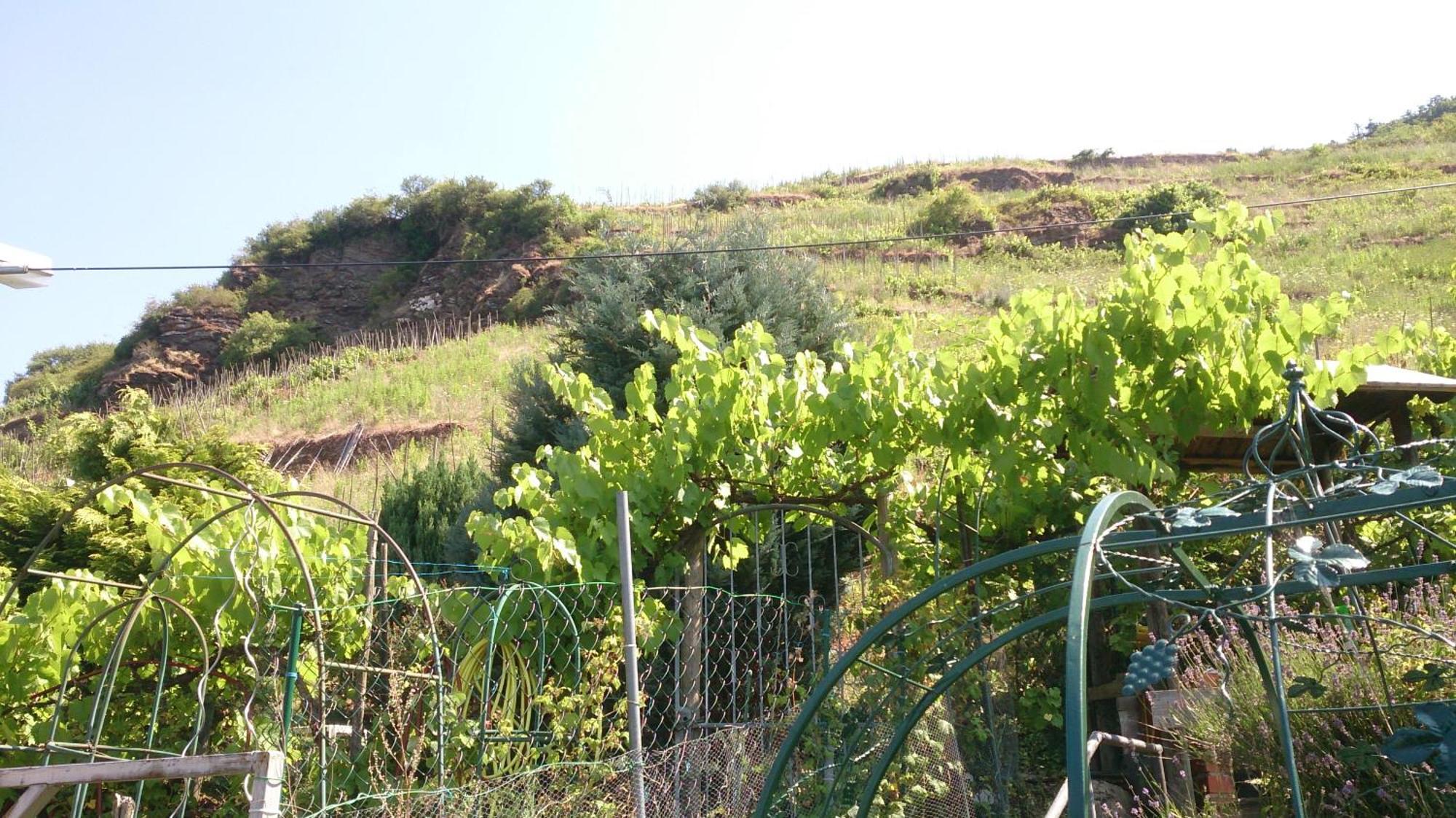 Mosel View Apartment เซลล์อันแดร์โมเซล ห้อง รูปภาพ